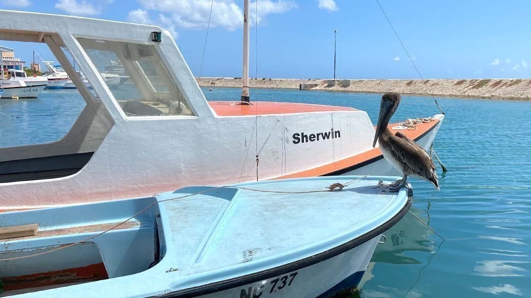 Eye to eye with a pelican on the boat in front of the neighboring fisherman's house of Kas di Piskadó Purunchi