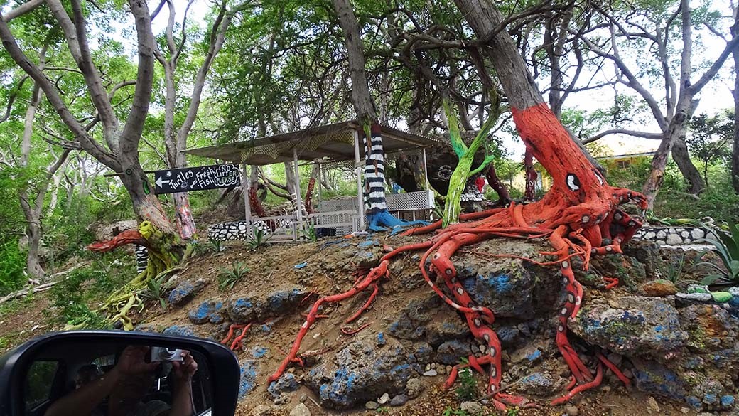 The octopus tree in Westpunt - landmark on the way to the turtle beach Playa Piskadó