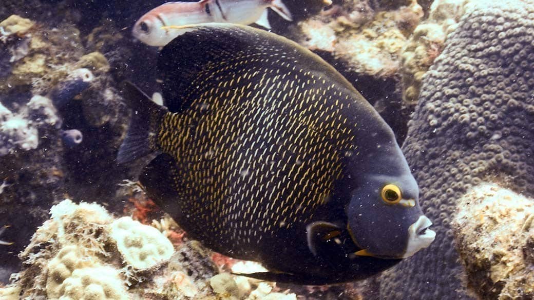 French angelfish at Tugboat Beach Reef in Curacao