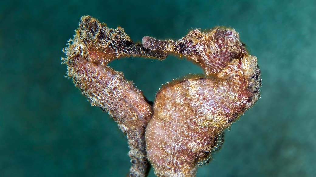 NaturePicsFilms photo of a pair of seahorses doing a love dance - they form a heart and their bellies touch - on the left the female, on the right the male with belly pouch