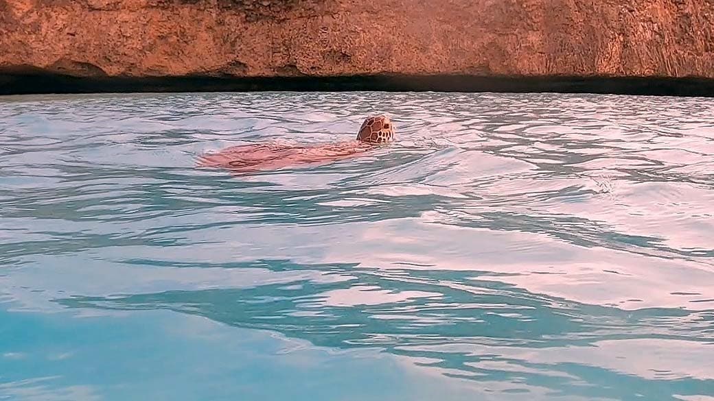 A sea turtle stretches its head out of the water to get some air