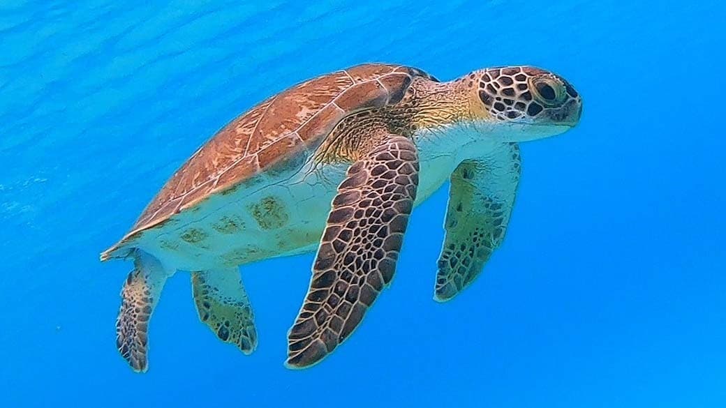 A turtle chills underwater with its fins hanging