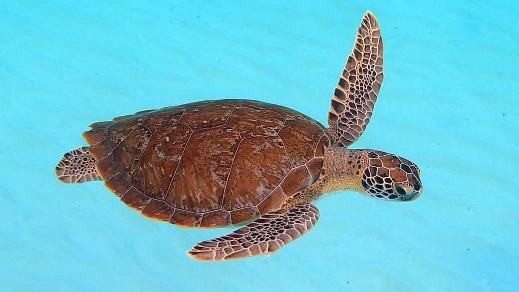 A turtle looks underwater as if it is waving