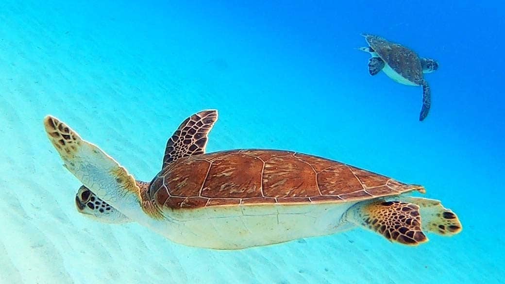 Two turtles swimming sideways underwater