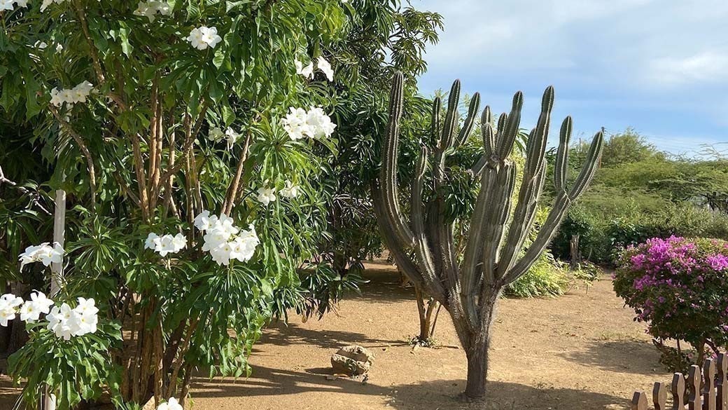 The Kadushi columnar cactus, whose flesh is edible