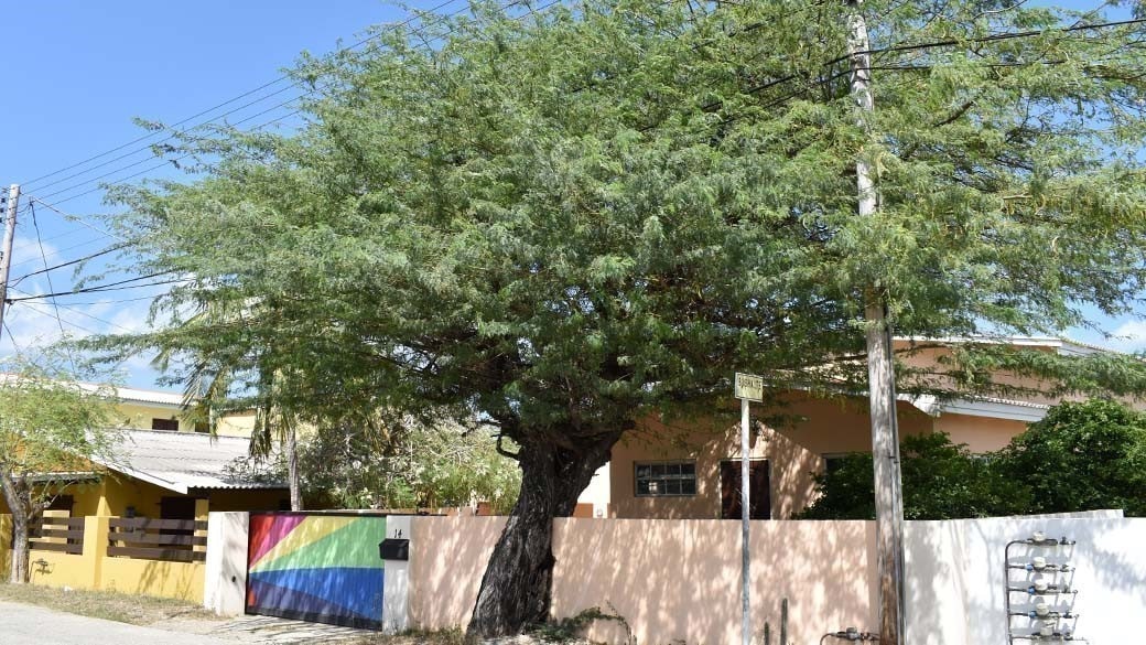 A Divi Divi tree in Lagun with its typical south-west facing crown