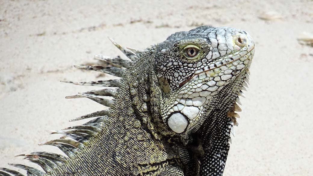 Close-up of the head of an iguana on a beach in Curacao