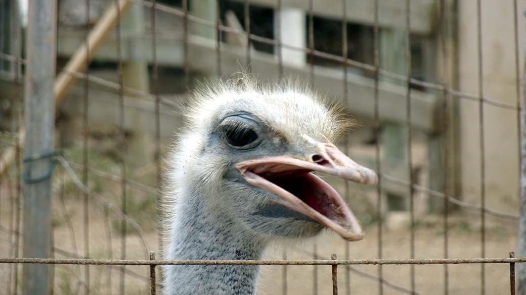 Vogel Strauß auf der Ostrich Farm mit geöffnetem Schnabel, als wollte er fauchen oder schreien