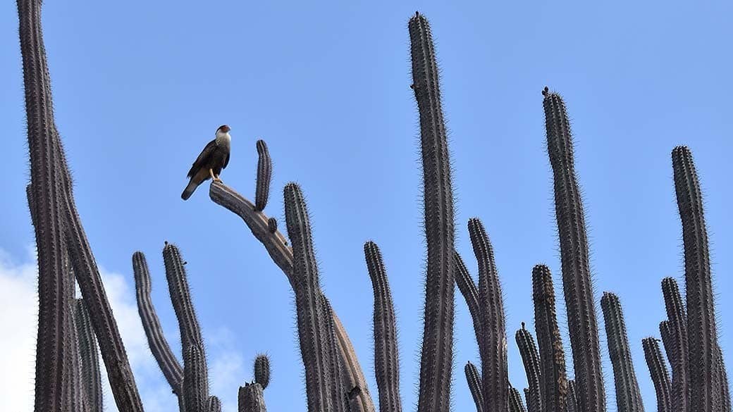 A Wara Wara sits on a columnar cactus