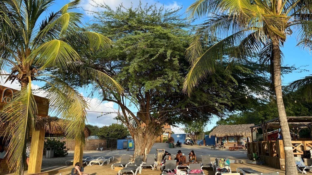 Blick in Richtung Ein-/Ausgang mit dem großen Divi Divi Baum in der Mitte des Strandes