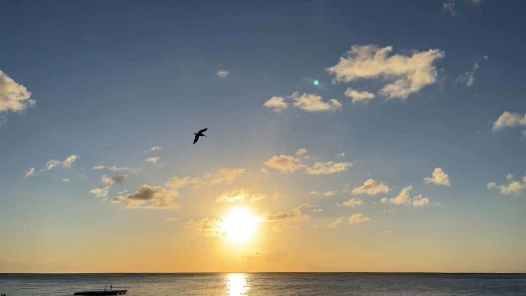 Pelikan fliegt am Kokomo Beach über das Meer in den Sonnenuntergang, darunter die leere, schwimmende Plattform