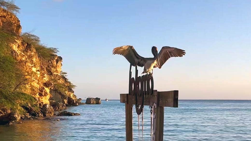 Pelikan hebt vom Logo der Wasserschaukel am Kokomo Beach ab