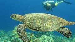 Schildkröte schwimmt vor Taucher