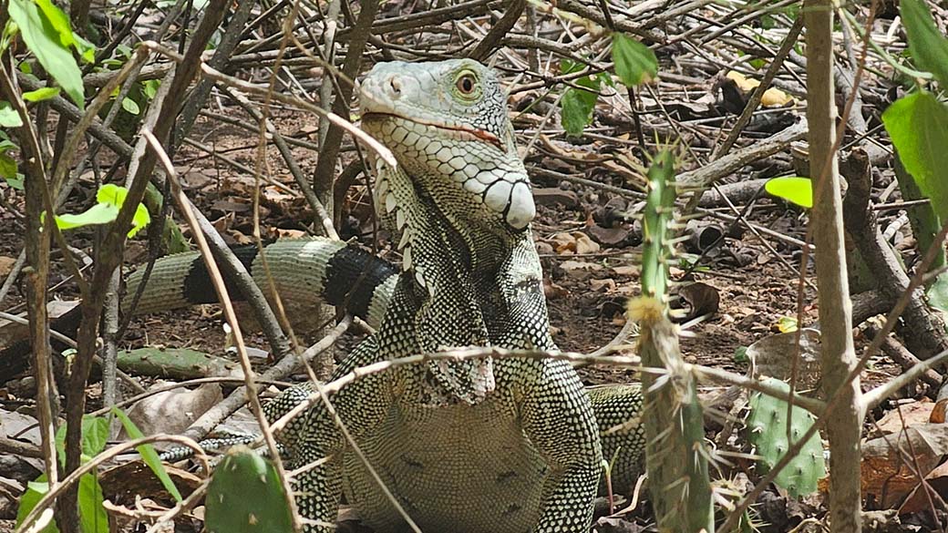 Ein Leguan (Iguana) ist überall! Er ist absolut ungefährlich!
