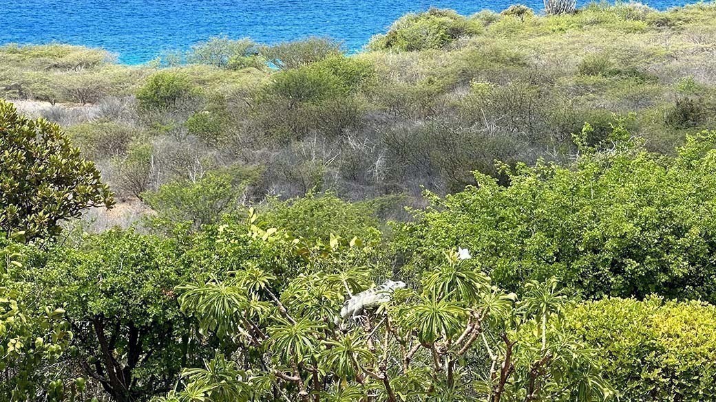 Bild von einem Grünen Leguan, der auf einem Frangipani Busch ganz nach oben bis zur äußersten Blüte klettert