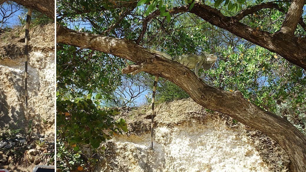 Zweigeteiltes Bild von einem Grünen Leguan, der auf einem Baum sitzt und dessen gestreifter Schwanz hinunter hängt und aussieht wie eine grün-schwarze Schlange