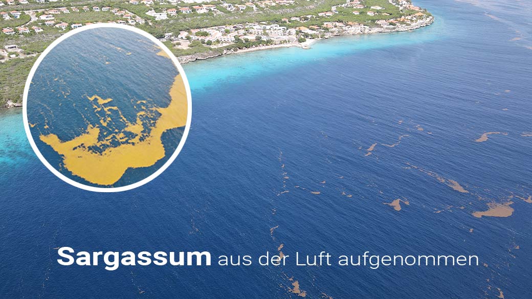 Sargassum treibt an der Westküste von Curacao (Luftbildaufnahmen mit der Drohne)